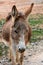 Wild donkey on Karpasia peninsula, North Cyprus