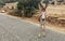 Wild donkey standing on asphalt road. Donkeys living free are common in Karpass region of Northern Cyprus
