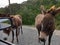 Wild donkeys approaching passing-by vehicle near Apostolos Andreas monastery, Cyprus