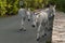 Wild Donkeys Beg for Food from Tourists