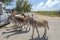 Wild Donkeys Inspecting Tourists
