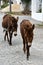 Wild donkeys on Karpasia peninsula, North Cyprus