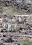 Wild Donkeys of Oatman Arizona