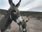 Wild Donkeys on the road to Oatman, Arizona