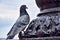 Wild dove of gray color close-up. A large gray wild pigeon sits on the monument. The common pigeon is sitting proudly
