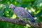 Wild dove known as \\\