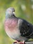 Wild dove portrait