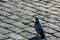 A wild dove sits on a cobblestone pavement. Gray pigeon close-up