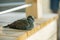 Wild dove sleeping on wooden porch