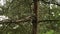 Wild dove on a tree branch in rainy weather. Gray bird on a tree branch