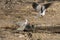 Wild Doves in Tanzania