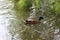 Wild drake swims in the water and eats algae on a summer day