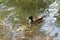 Wild drake swims in the water and eats algae on a summer day