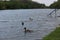 Wild drakes swim in the lake