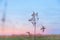 Wild Dried Grasses in Pastel Pink Dusk Light with Blue Sky over