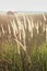 Wild dried plants in august on the background of wild nature, agrarian field with mown cereals and rolls of straw