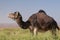 Wild Dromedary in the green Moroccan desert