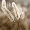 Wild dry cereal in a web.