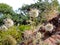 Wild dry thorny bushes growing in a forest in India