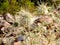 Wild dry thorny bushes growing in a forest in India