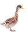 Wild duck