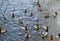 Wild duck birds in river, Lithuania