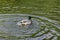 Wild duck, bright male swimming in a pond