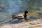 Wild duck calmly swimming in clear local river near stone covered river bank