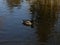 Wild duck in Chios Lake , Central Park, Cluj Napoca,