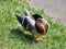 Wild duck cleaning feather in spring time