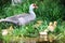 Wild Duck with Ducklings