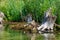 Wild duck with ducklings resting on a summer day in an old tree in the swamp. The concept of protection of wild animals