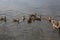 Wild duck with ducklings swim on the lake in spring