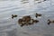 Wild duck with ducklings swim on the lake in spring