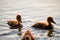 Wild duck family of mother bird and her chicks swimming on lake water at bright sunset. Birdwatching concept