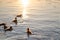 Wild duck family of mother bird and her chicks swimming on lake water at bright sunset. Birdwatching concept