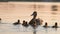 Wild duck family of mother bird and her chicks swimming on lake water at bright sunset. Birdwatching concept