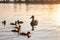 Wild duck family of mother bird and her chicks swimming on lake water at bright sunset. Birdwatching concept