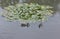 Wild duck floating in the pond with water lily