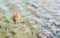 Wild duck and a flock of crucian in the pond.