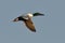 Wild duck flying (anas clypeata)