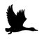 Wild Duck flying. Drake. Vector illustration of black silhouette of bird Mallard isolated on a white background for your