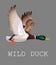 Wild Duck flying. Drake. Vector illustration of realistic bird Mallard isolated on a grey background for your design