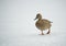 Wild duck on a frozen lake