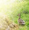 Wild duck on grass in sunlight