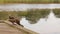 Wild duck jumping from wooden berth into lake