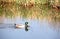 Wild duck at Kinderdijk, Netherlands