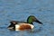 Wild duck on the lake (anas clypeata)
