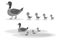 A wild duck with little ducks walks to the pond. A duck with small ducklings swims on the water. Cartoon illustration of a duck