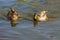 Wild duck, male and female floating in the river